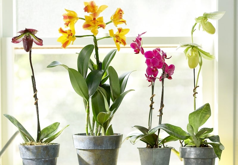 Orkide bakımı budama evde nasıl yapılır?